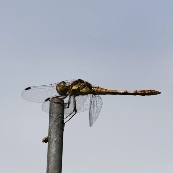 Sympetrum striolatum, gemensamma ängstrollslända dragonfly från Tyskland, Europa — Stockfoto