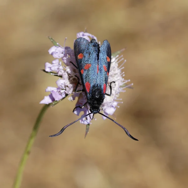 六现场地榆在法国，欧洲 zygaena filipendulae — 图库照片