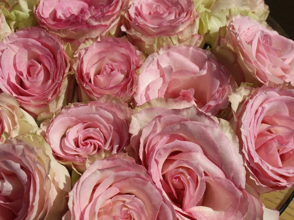 Pink Roses in Germany — Stock Photo, Image