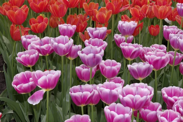 Flores de tulipán rosadas en primavera, Países Bajos — Foto de Stock