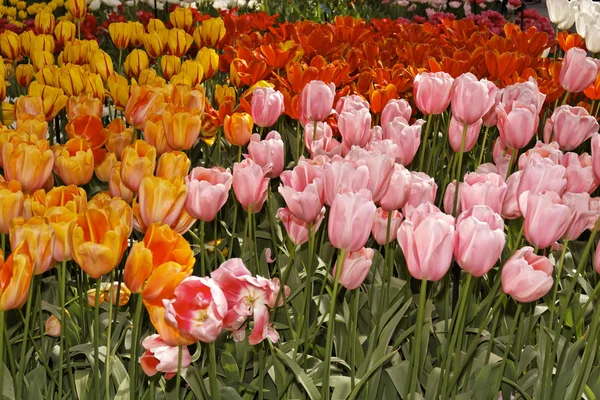 Цветы тюльпанов весной, Нидерланды — стоковое фото