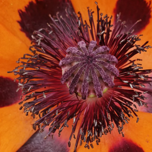 Papaver orientalny Tuerkenlouis, orientalny mak — Zdjęcie stockowe