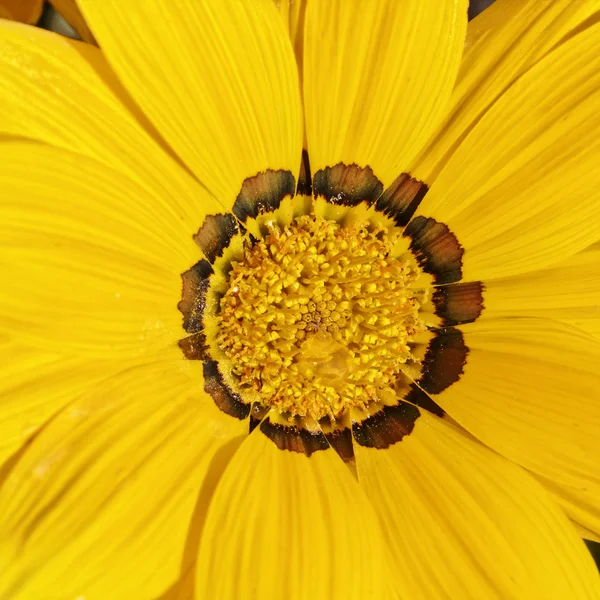 Flor do tesouro, Gazania splendens 'Beijo amarelo', Gazania rigens Beijo amarelo — Fotografia de Stock