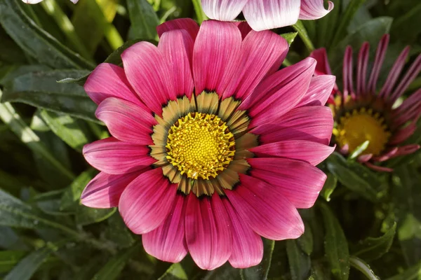 Treasure blomma, gazania splendens kiss mix — Stockfoto