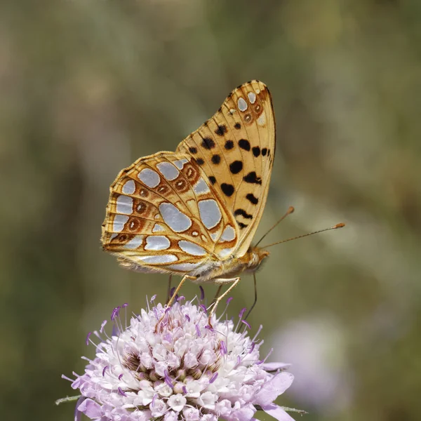 Issoria lathonia, Queen of Spain fritillary from South France, Europe — стоковое фото