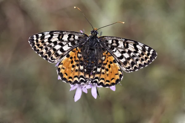 Melitaea didyma meridionalis, skvrnitý fritillary nebo červené band fritillary (samice) z jižní Francie, Evropa — Stock fotografie