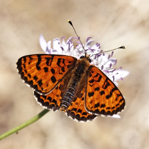 Melitaea didyma, fläckig pärlemorfjäril eller red-band pärlemorfjäril (hane) från södra Frankrike, Europa — Stockfoto