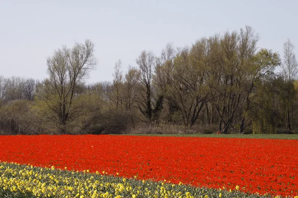 Tulpenfeld in der Nähe von noordwijkerhout, South Holland, Niederlande — Stockfoto