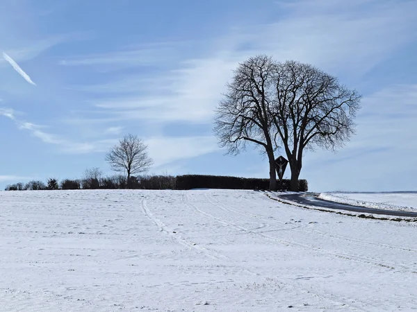 Chestnut tree in winter (Aesculus hippocastanum), Bad Iburg-Glane, Osnabruecker Land, Lower Saxony, Germany, Europe — Stock Photo, Image