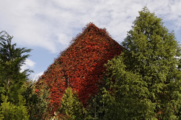 Hus med japanska creeper, vildkaprifol, boston ivy, murgröna i bad iburg, Niedersachsen, Tyskland, Europa — Stockfoto