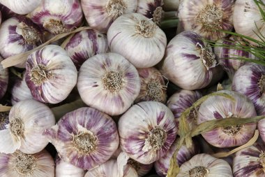 provence, Güney Fransa dan taze sarımsak