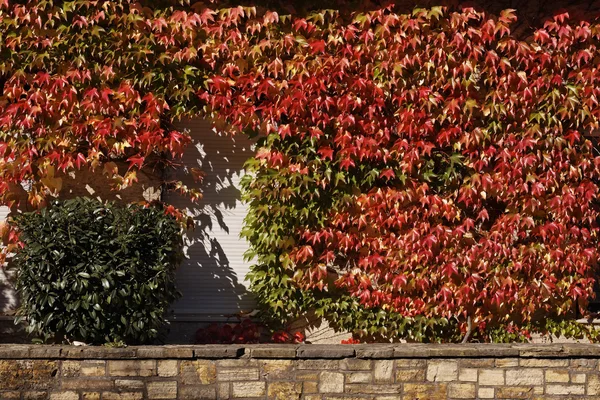 House wall with Japanese creeper, Woodbine, Boston Ivy, Germany, Europe — Stock Photo, Image