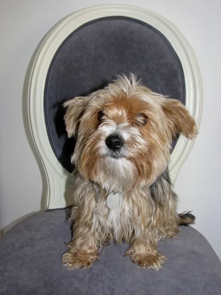 Yorkshire terrier sits on a chair — Stock Photo, Image