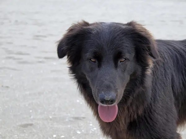 Hund på stranden i san priamo, Sardinien, Italien — Stockfoto