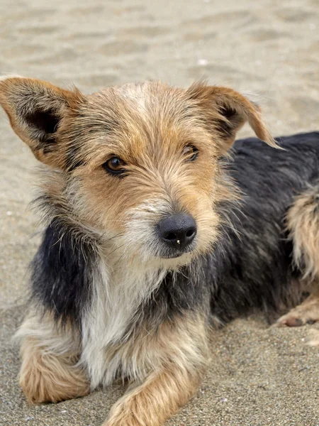 Cão jovem na praia, San Priamo, Sardenha, Itália, Europa — Fotografia de Stock