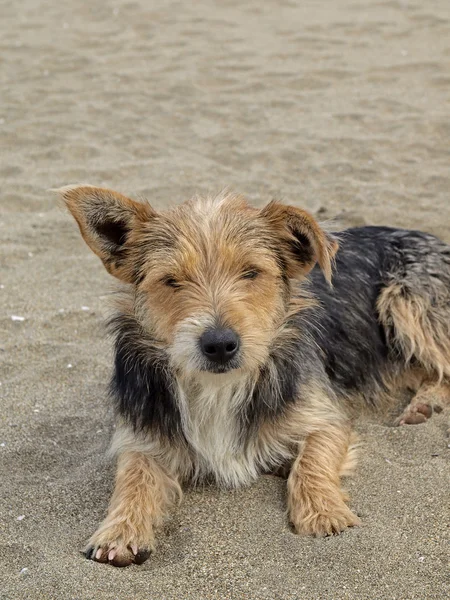 Jonge hond op het strand, san priamo, Sardinië, Italië, Europa — Stockfoto