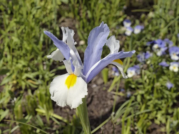 Witte iris in Duitsland — Stockfoto