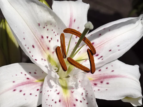 Lilyum hibrid, lily — Stok fotoğraf