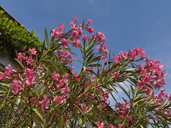 Oleanderbaum, Rosenrotbucht, Nerium-Oleander — Stockfoto