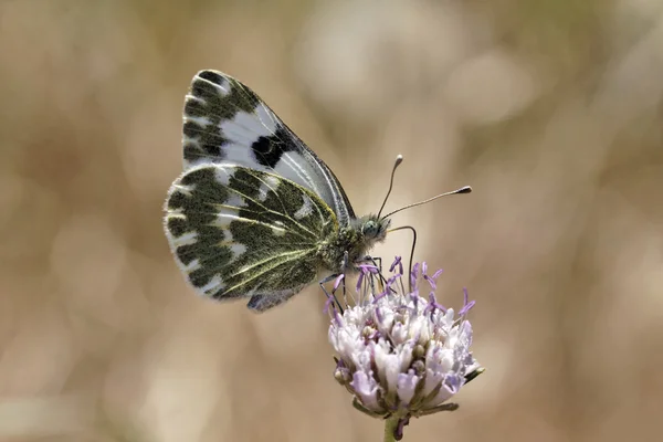 Pontia daplidice, bad wit vlinder uit Europa — Stockfoto