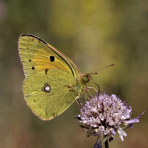 Colias 大黄鱼，黑暗阴云密布的黄色，共同云豹的黄色，黄色的云豹 — 图库照片