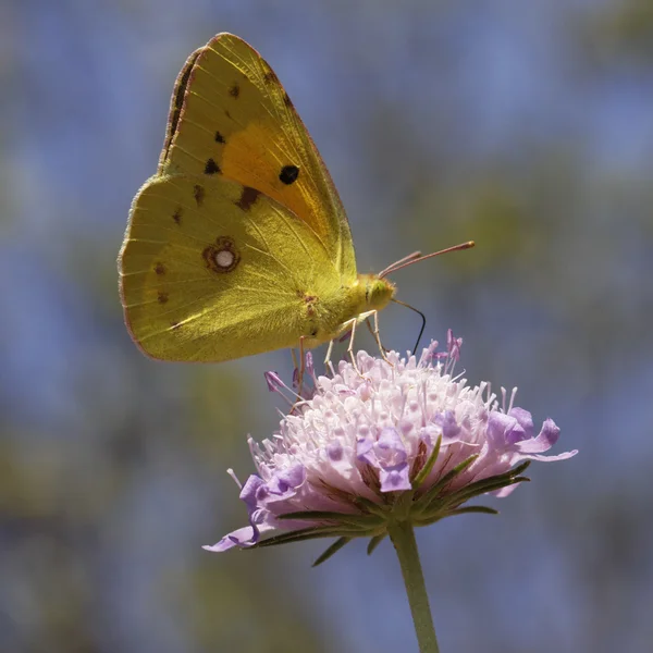 Colias crocea, dystra mörkgul, gemensamma grumlade gul, den dystra gula — Stockfoto