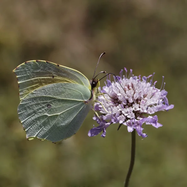 Gonepteryx cleopatra, cleopatra, cleopatra fjäril från Sydeuropa — Stockfoto