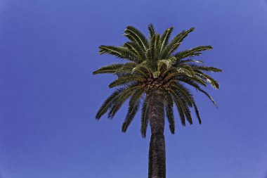 Kanarya Adası hurma, palmera canaria, phoenix canariensis
