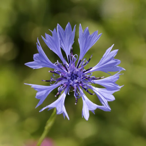 Centaurea cyanus, Cornflower, Botão de solteiro, Bluebottle — Fotografia de Stock