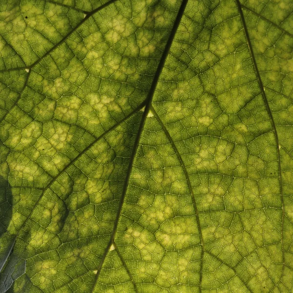 Catalpa speciosa, catalpa occidental, catalpa hardy, catalpa occidental, puro árbol, árbol de catawba — Foto de Stock