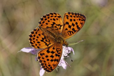 Brenthis daphne, Marbled Fritillary from Southern Europe clipart