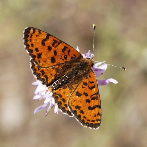 Melitaea didyma, skvrnitý fritillary nebo červené kapela fritillary, motýla z jižní Evropy — Stock fotografie