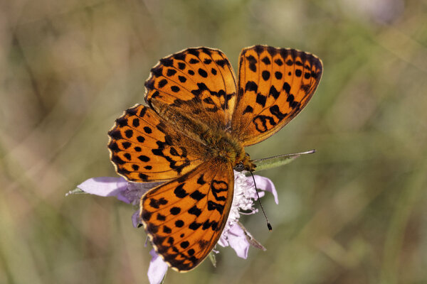 Brenthis daphne, Marbled Fritillary from Southern Europe