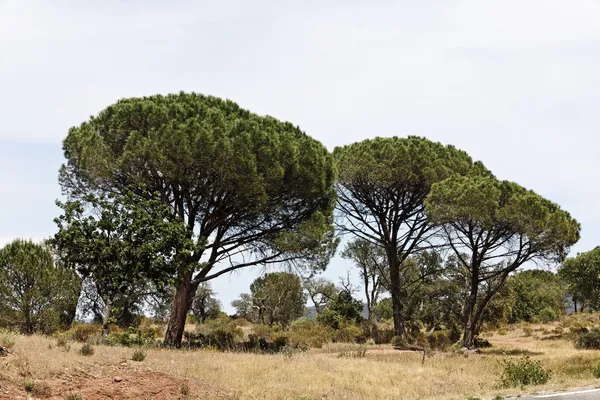 Fenyves (pinus pinea) és a massif des maures, provence, Franciaország déli (mandulafenyő olasz kő fenyő, esernyő pine) Stock Kép