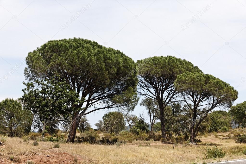 Pine forest (Pinus pinea) with Massif des Maures, Provence, Southern France (Stone pine, Italian stone pine, Umbrella pine)