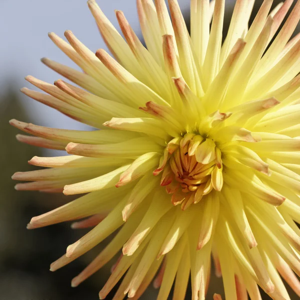 Dahlia hybid, sensommarblomma — Stockfoto