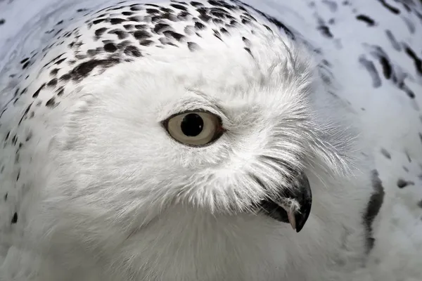 Snowy Owl (Bubo scandiacus) Arctic Owl, Great White Owl, Icelandic Snow Owl, Harfang from Northern Europe — Stock Photo, Image