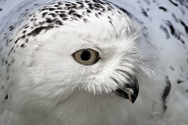 Schneeeule (bubo scandiacus) arktische eule, weiße eule, isländische schneeeule, harfang aus nordeuropa — Stockfoto