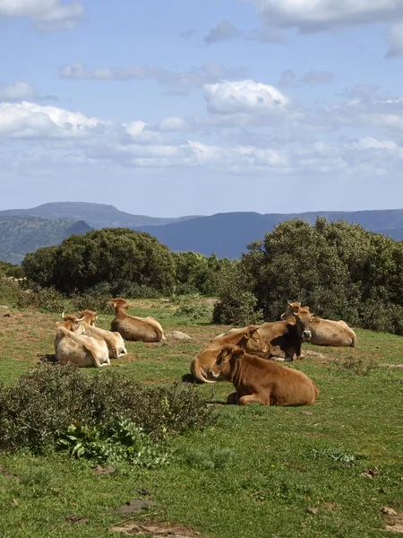 Cows in the southeast of Sardinia near Armungia, Italy, Europe — Stock Photo, Image
