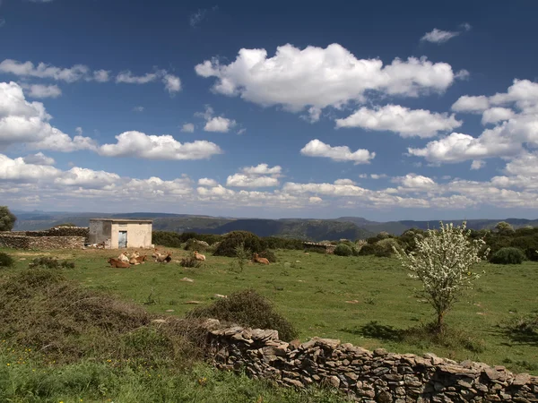 Vacche nel sud-est della Sardegna vicino ad Armungia, Italia, Europa — Foto Stock