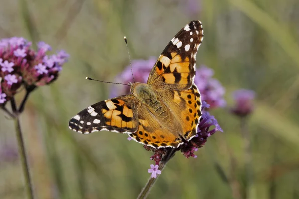 Distelvlinder, cynthia cardui, geschilderd lady butterfly, Duitsland, Europa — Stockfoto