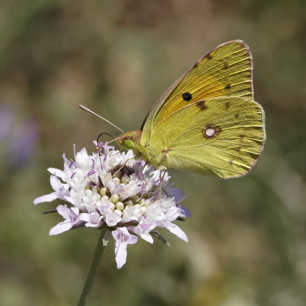 Donker troebele gele vlinder (Colias crocea) Gewone gele vlinder, De troebele gele vlinder uit Europa — Stockfoto