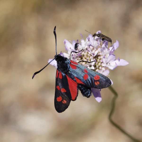 Zygaena filipendulae, farfalla Burnet a sei punti dalla Germania, Europa — Foto Stock