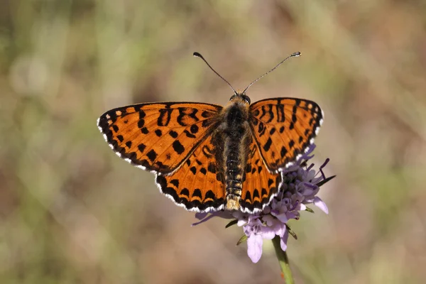 Melitea didyma, Fritillaria maculata o Fritillare a banda rossa, farfalla europea dalla Francia — Foto Stock