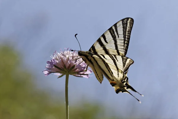 Iphiclides podalirius, Scarce swallowtail, Sail swallowtail, Pear-tree swallowtail from Southern France, Europe — Stock Photo, Image