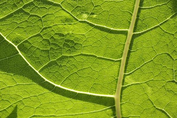 Green Leaf (backlight) — Stock Photo, Image