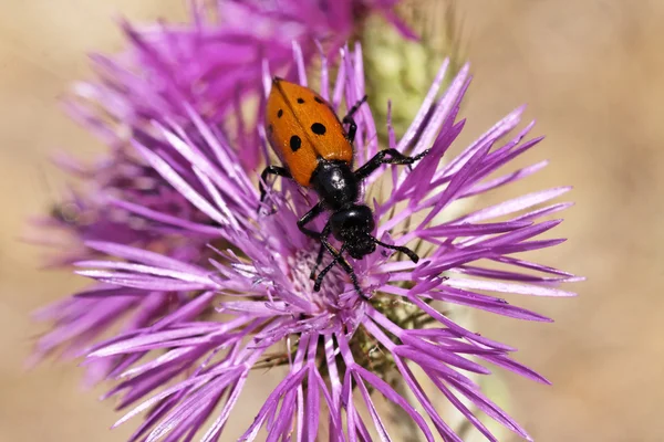 Mylabris especies, blister beetle, escarabajo del aceite —  Fotos de Stock