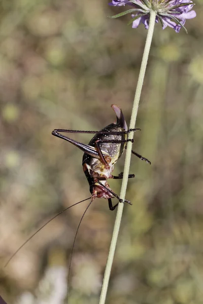 Barbitistes fischeri, Saw-talled Bush-cricket, Long-horned grasshopper, Southern saw-talled, Bush cricket in Southern France, Europe — Stock Photo, Image