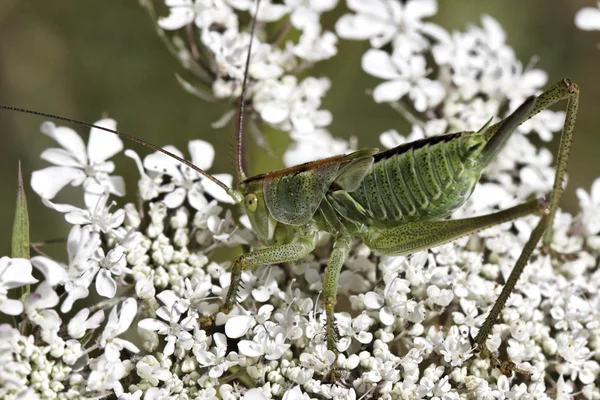 Gafanhoto verde em uma flor selvagem na França, Europa — Fotografia de Stock