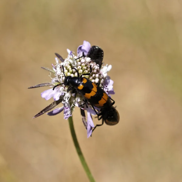 Mylabris variabilis, Blister beetle, Oil beetle from Europe — Stock Photo, Image